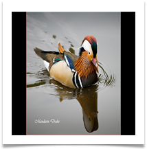 MANDARIN DRAKE - Des Hawley